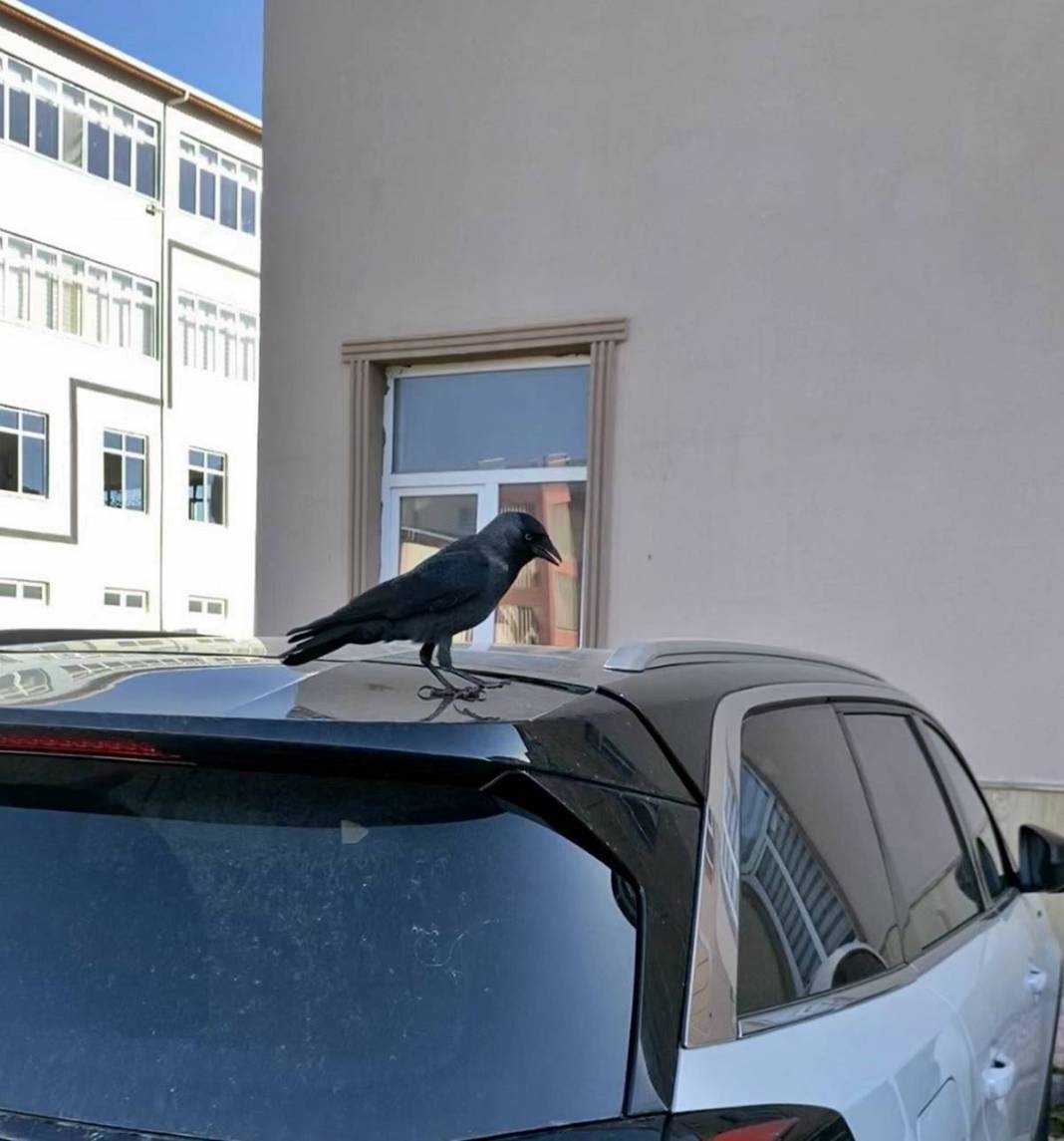 Evcilleşmek isteyen karga, sahibini böyle belirledi! Satın almak isteyenler yüksek meblağlar teklif ediyor 6